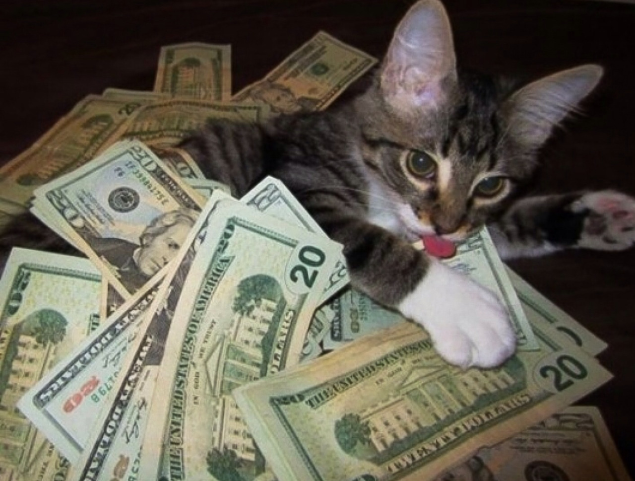 moneycat
